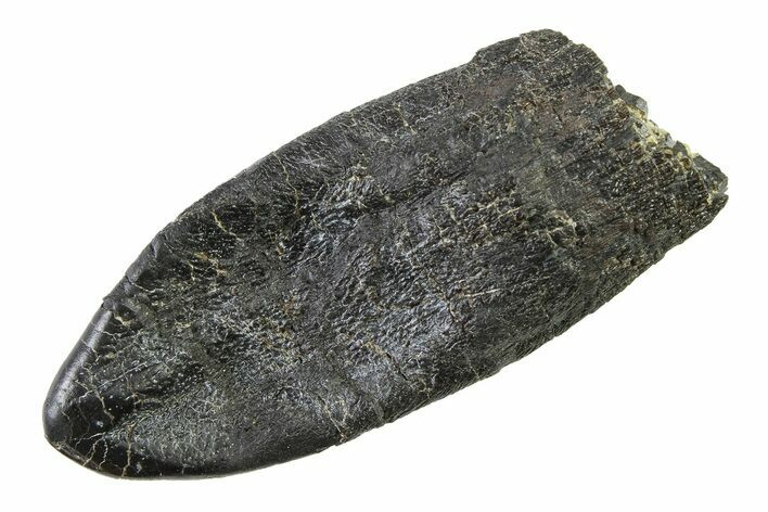 Robust, Fossil Camarasaurus Tooth Crown - Colorado #338644